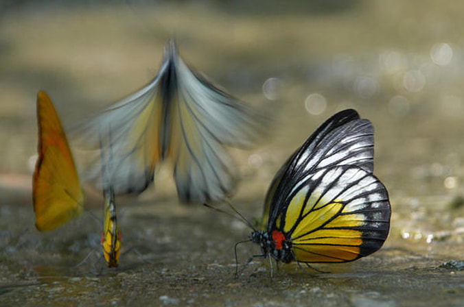 (fot. Swamibu / Foter / CC BY-NC)