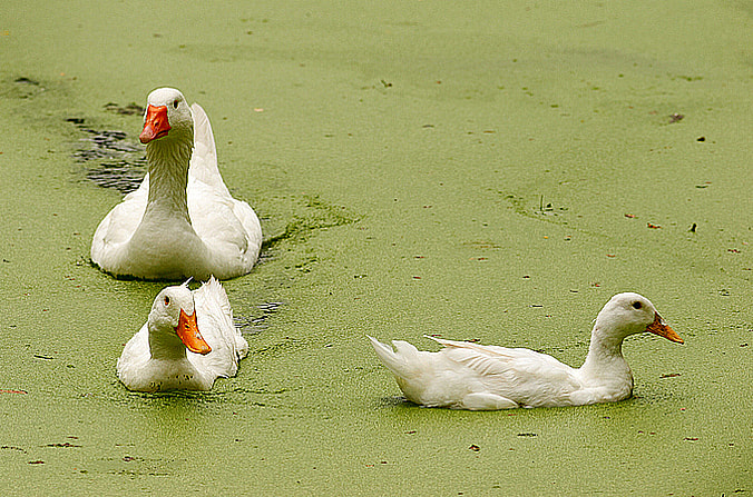 (fot. jpmatth / flickr.com / CC BY-NC-ND 2.0)