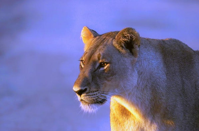 (fot. Arno Meintjes Wildlife / Foter / CC BY-NC)