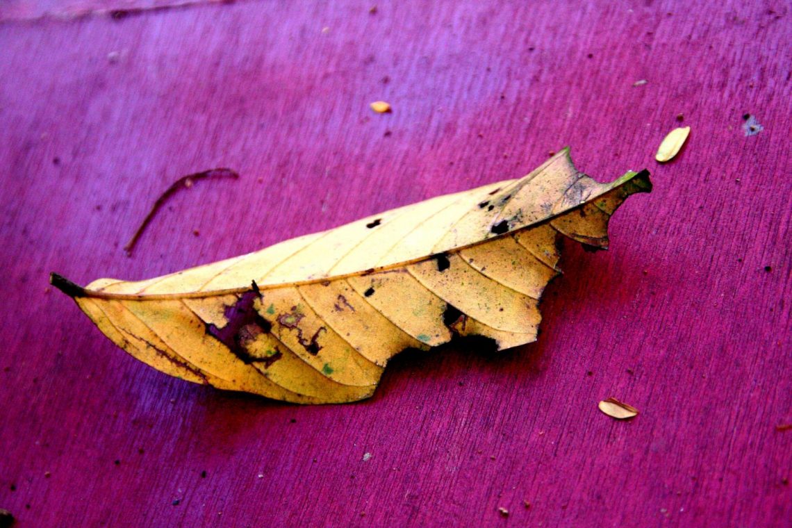 (fot. Vishweshwar Saran Singh Deo / flickr.com / CC BY-NC-ND 2.0)