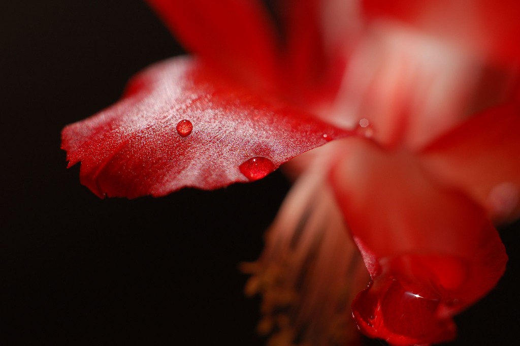 (fot. Vladimer Shioshvili / flickr.com / CC BY-SA 2.0)