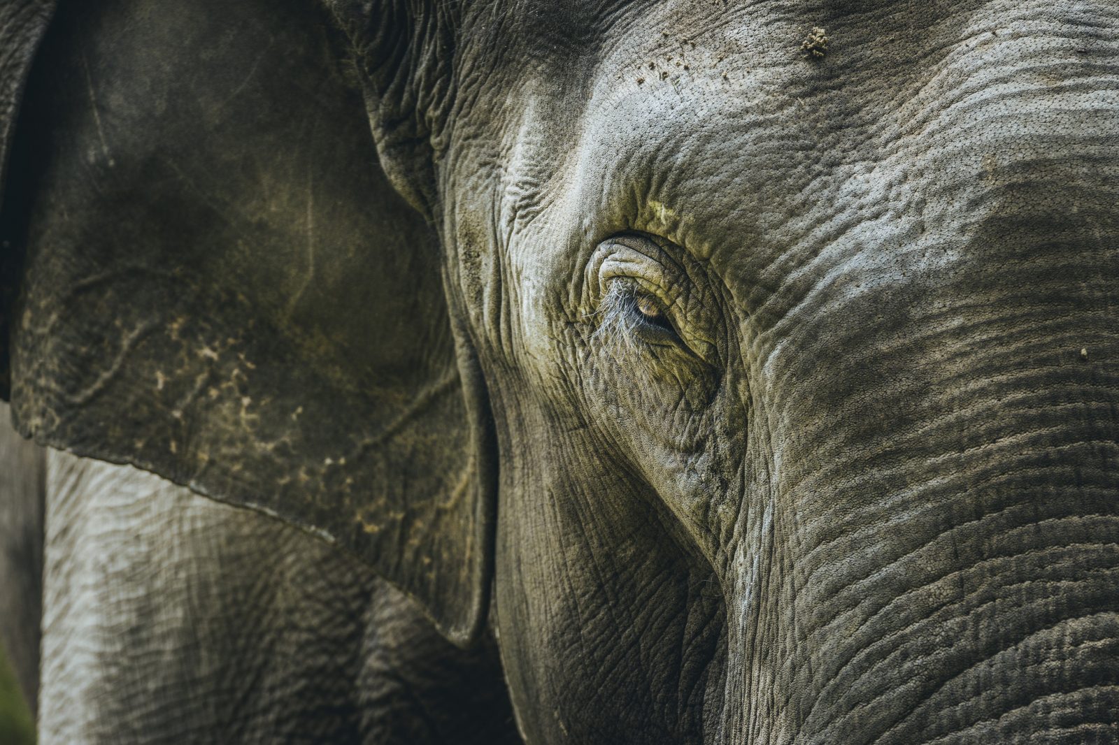 (fot. aotaro / flickr.com / CC BY 2.0)