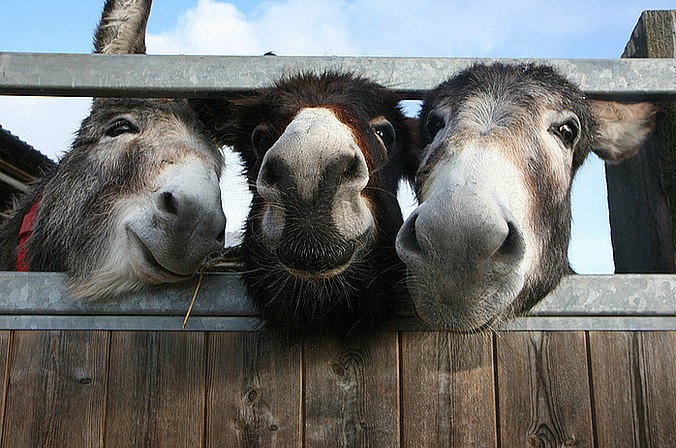 (fot. Donkey Sanctuary Press Images / Foter / Creative Commons Attribution-NonCommercial 2.0 Generic / CC BY-NC 2.0)