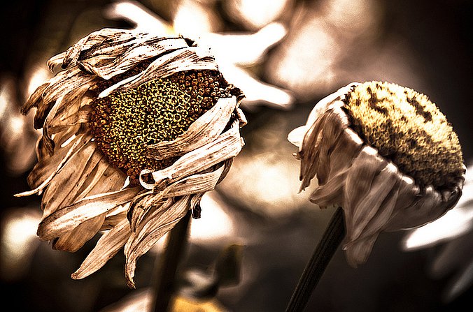 (fot. Peter Heilmann / flickr.com / CC BY 2.0)