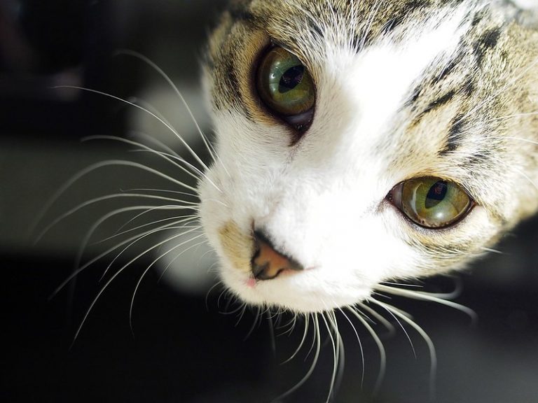 (fot. Gordon / flickr.com / CC BY-SA 2.0)