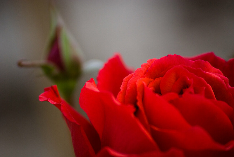 (fot. Pablo Romeo / flickr.com / CC BY 2.0)