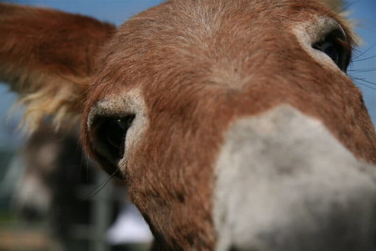 (fot. Drew McLellan / flickr.com / CC BY-NC 2.0)