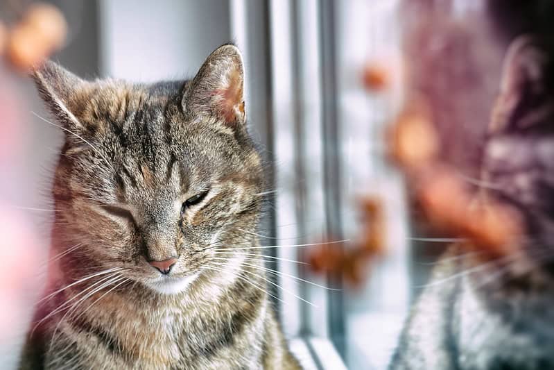 (fot. Peter Gorges / flickr.com / CC BY-NC-ND 2.0 DEED)