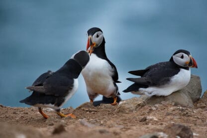 (fot. Dave Price/ flickr.com / CC BY-NC-ND 2.0 DEED)