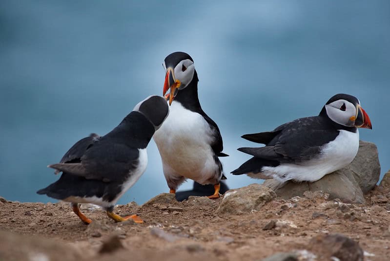 (fot. Dave Price/ flickr.com / CC BY-NC-ND 2.0 DEED)