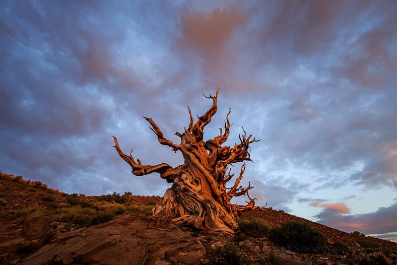 (fot. Jeff Sullivan / flickr.com / CC BY-NC-ND 4.0)