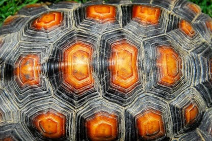 (fot. John Hunnicutt II / flickr.com / CC BY-NC-ND 2.0)