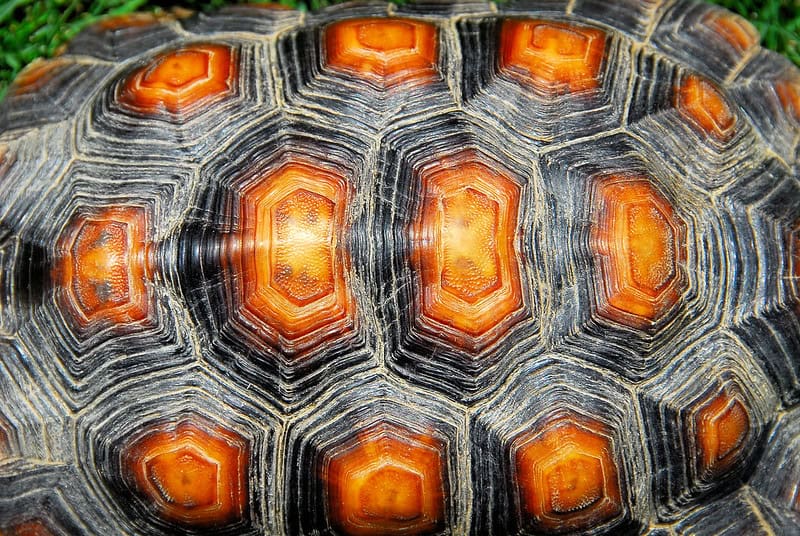 (fot. John Hunnicutt II / flickr.com / CC BY-NC-ND 2.0)