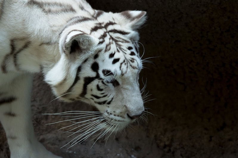 (fot. Doc TB / flickr.com / CC BY 2.0)