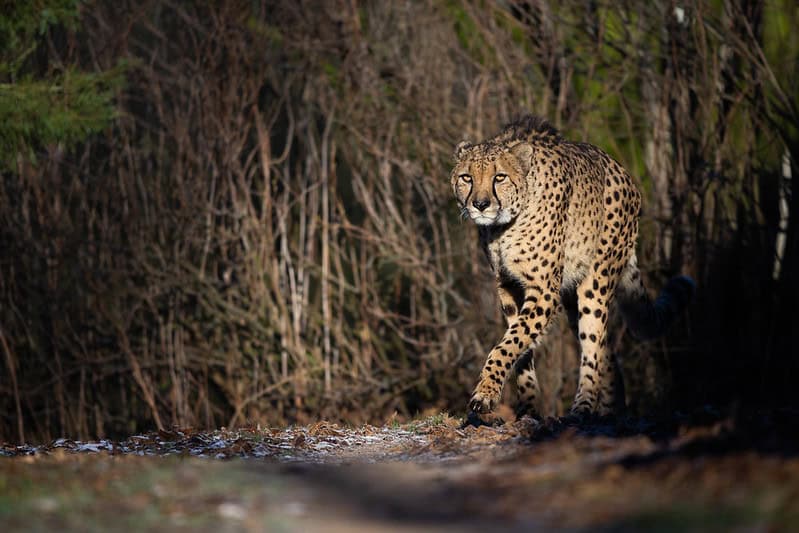 (fot. Predators Prey / flickr.com / CC BY-NC-ND 2.0)