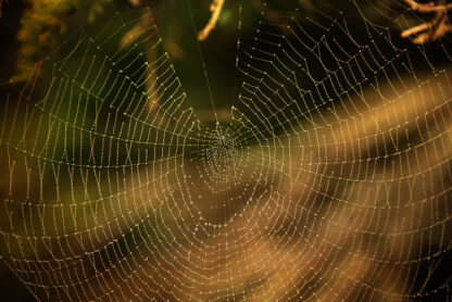 (fot. Ken Lane / flickr.com / CC BY-NC-SA 2.0)