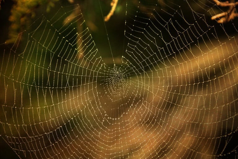 (fot. Ken Lane / flickr.com / CC BY-NC-SA 2.0)