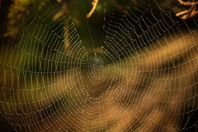 (fot. Ken Lane / flickr.com / CC BY-NC-SA 2.0)